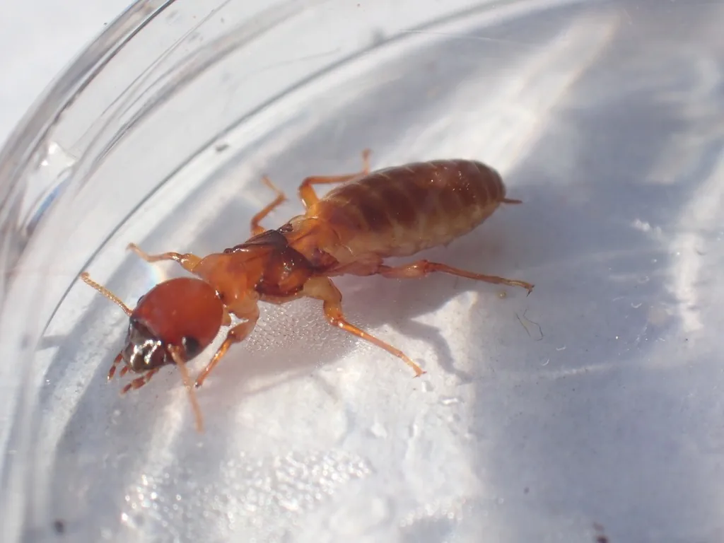 Large Pacific dampwood termite with a caramel body and reddish-brown head, in a clear plastic container