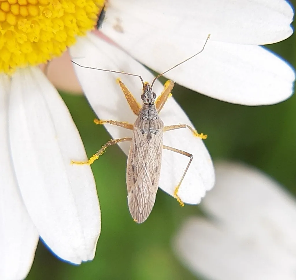 Slender tan damsel bug with long legs and antennae resting on a white daisy petal