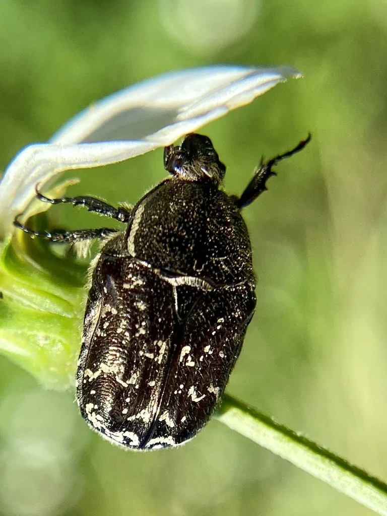 Dark flower scarab with white flecks on a white flower