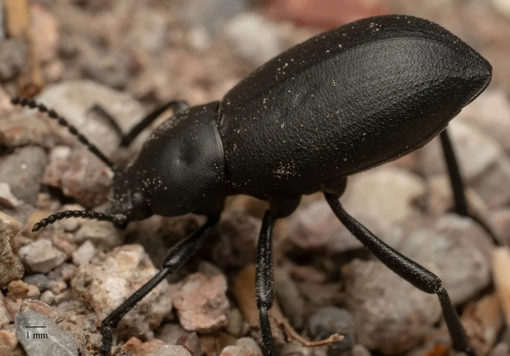 Stink beetle, a smooth, dull black flightless darkling beetle with long legs and a rounded abdomen, walking on gravel