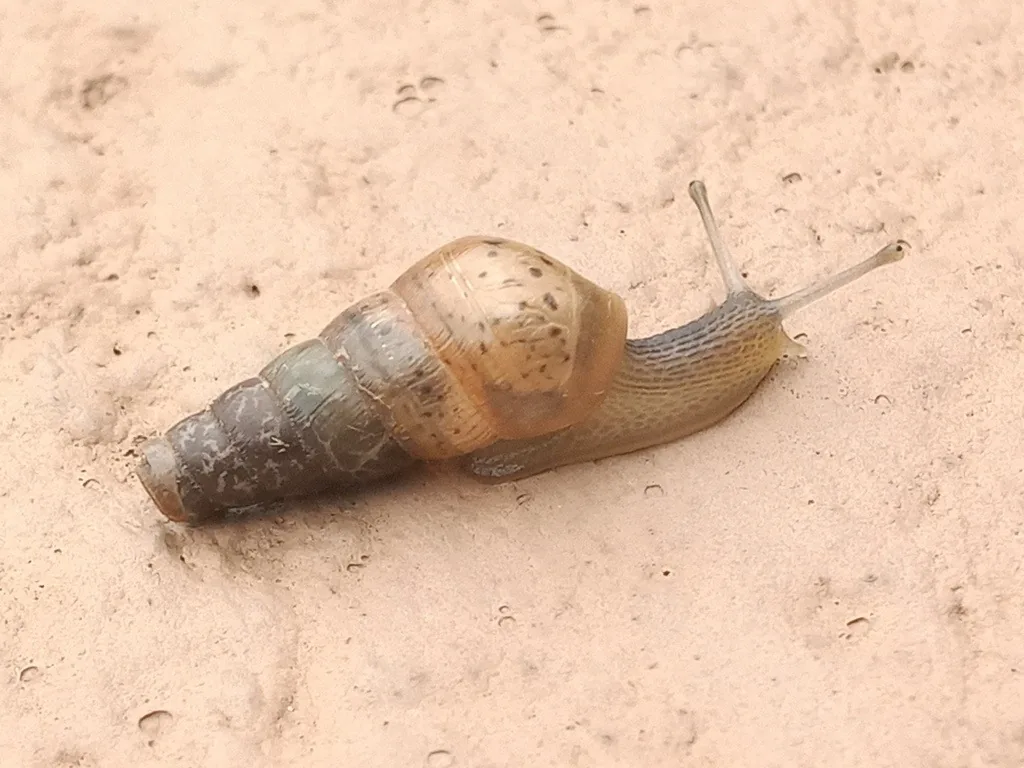 Decollate snail crawling on bare ground, with a long, tapered brown shell whose tip is broken off squarely