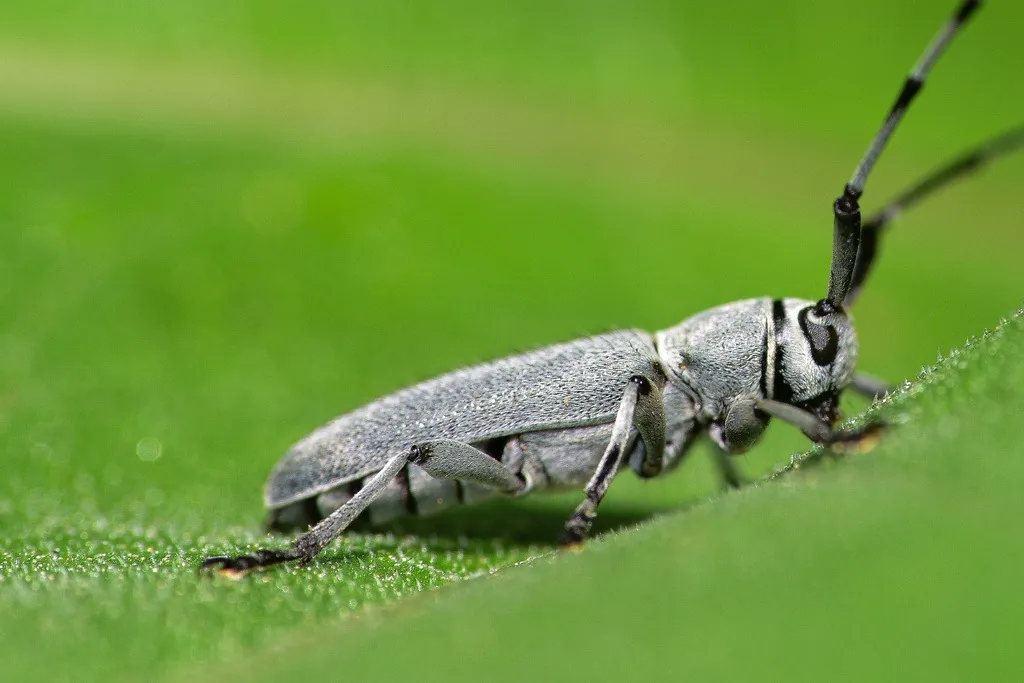 Adult Dectes stem borer on a leaf, a small gray long-horned beetle with long, dark-banded antennae