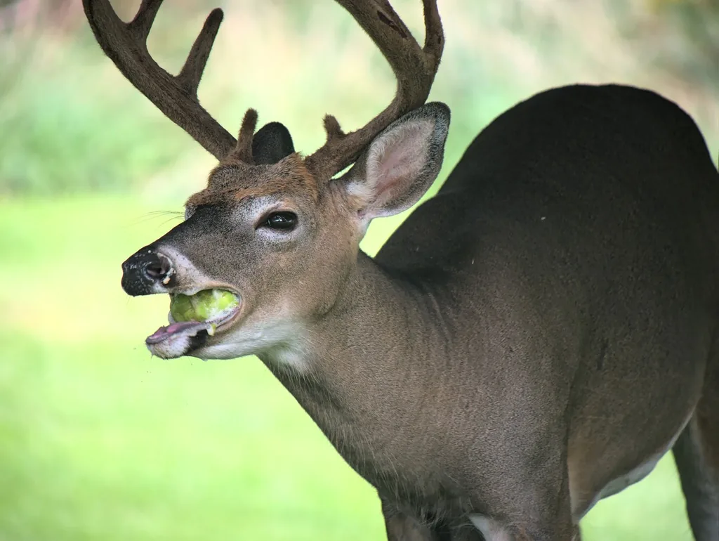 White-tailed deer buck with branched antlers eating an apple on a green lawn