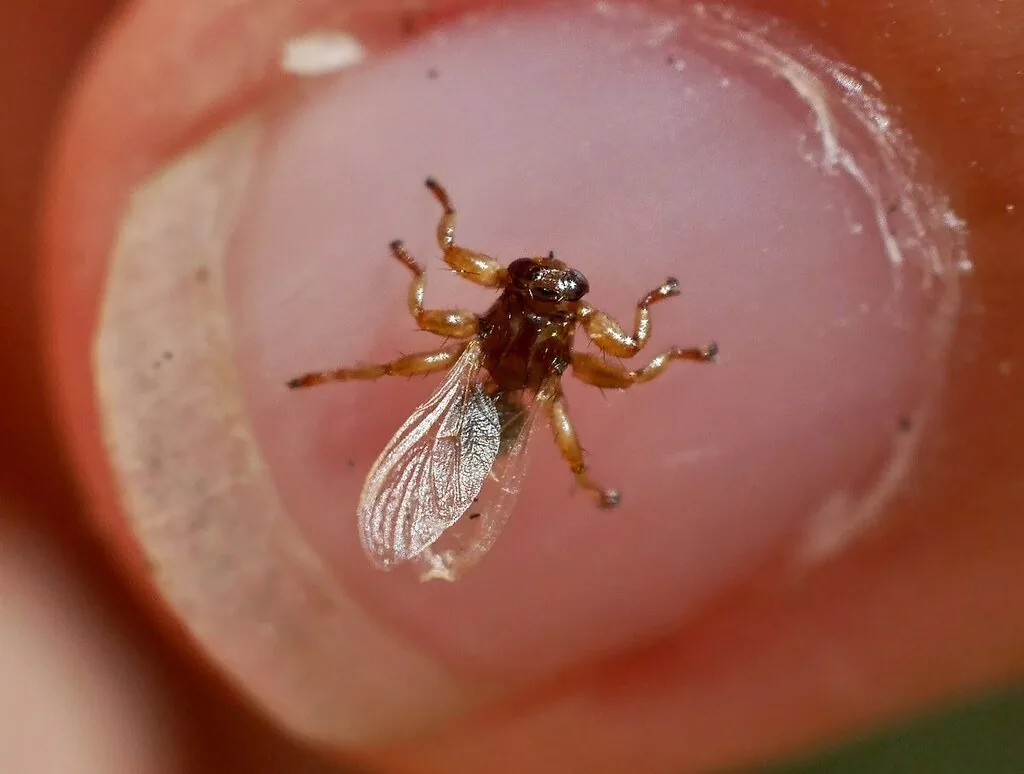 Winged European deer ked, a flat brown fly, on a fingertip