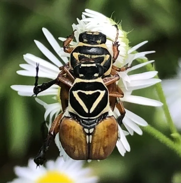 Delta flower scarab with a yellow triangle on its back on a daisy
