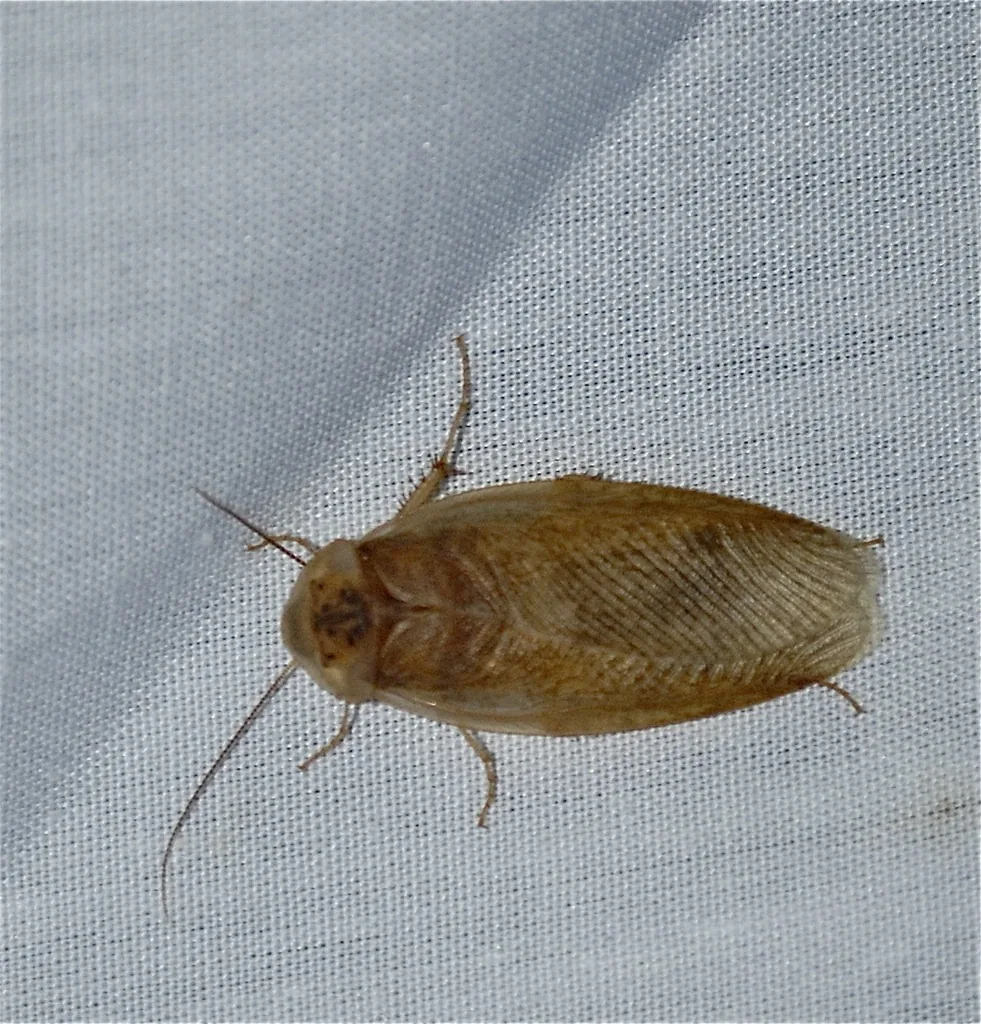 Male desert (sand) cockroach, a pale tan, flat roach with long wings and antennae