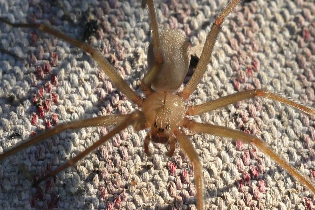 Desert recluse spider seen from above on carpet, a pale tan spider with long, plain legs and a uniformly colored, finely haired abdomen