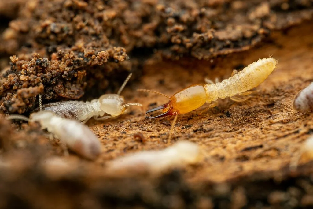 Desert subterranean termite soldier with a long amber-orange head and slender dark jaws, beside pale workers on soil-covered wood