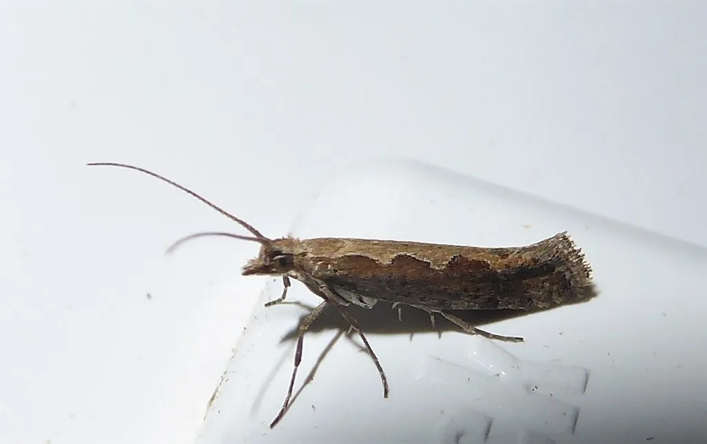 Small slender diamondback moth adult with long antennae, resting on a white surface