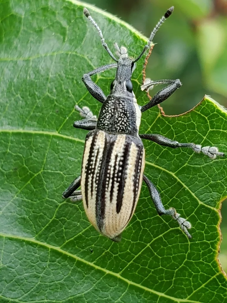 Diaprepes root weevil, a weevil striped with black ridges and pale scales, on a leaf