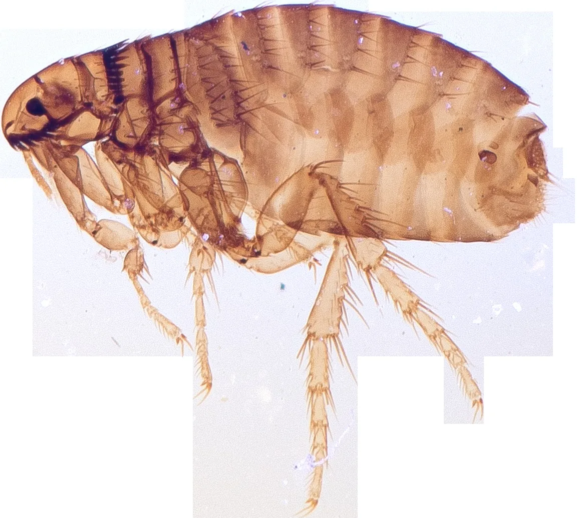 Dog flea adult, a cleared brown flea specimen seen from the side under a microscope