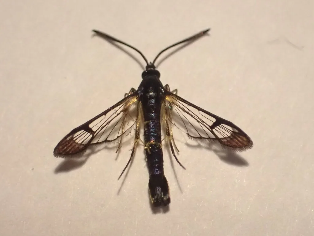 Dogwood borer, a wasp-like clearwing moth with a bluish-black body and yellow bands, on a pale surface