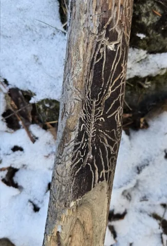 Douglas-fir beetle galleries on a log, with larval tunnels branching off a central egg gallery