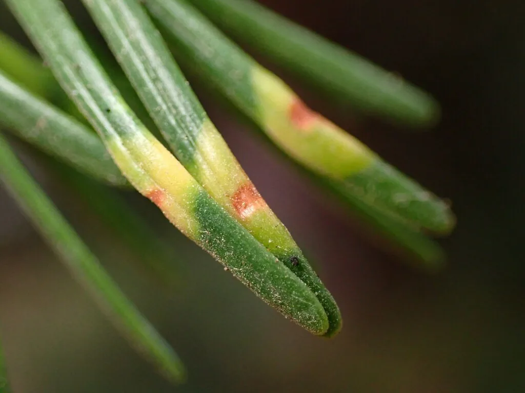 Douglas-fir needles with yellowed, swollen spots where needle midge larvae fed