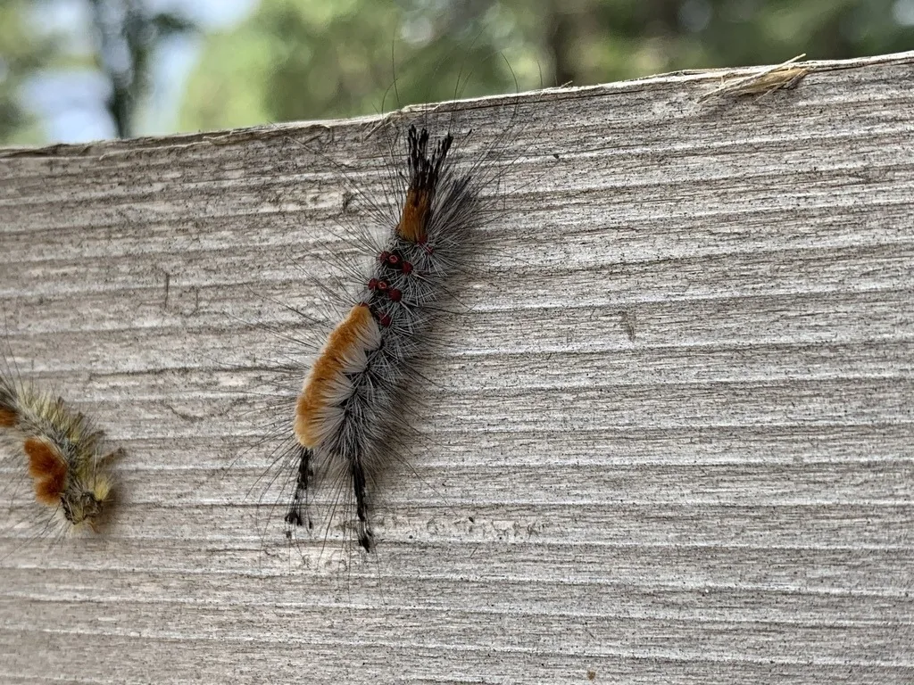 Douglas-fir tussock moth caterpillar with long black tufts at the head and rear and orange-brown hair patches, on wood