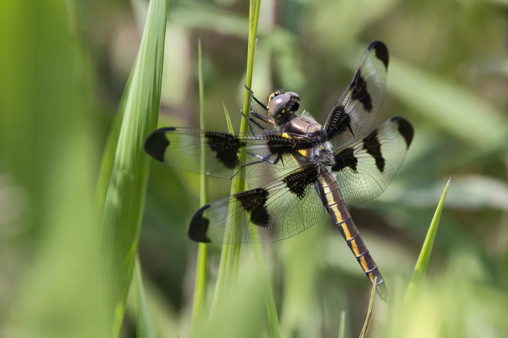 Twelve-spotted skimmer dragonfly resting on a stem with its spotted wings held out flat to the sides