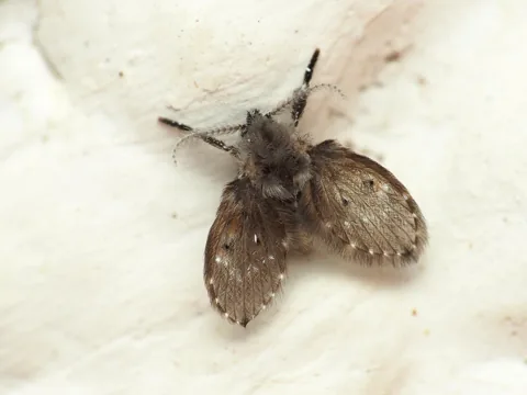 Adult drain fly (moth fly), fuzzy with wings held roof-like