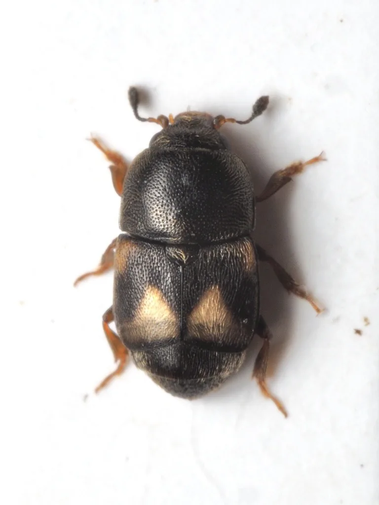 Dried fruit beetle seen from above on a white background: a small oval black beetle with two large amber patches on its short wing covers