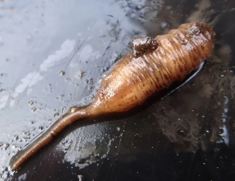 Rat-tailed maggot, the drone fly larva, a pale segmented maggot with a long tail-like breathing tube