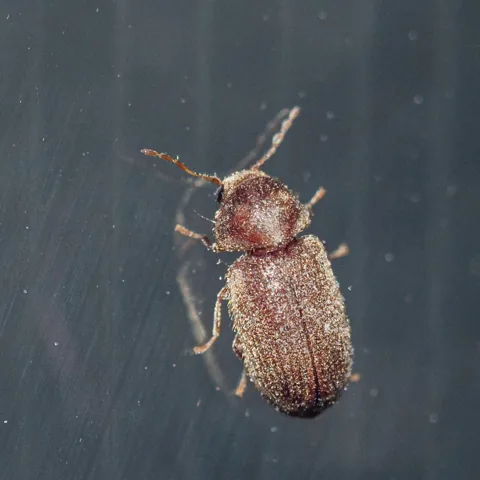 Drugstore beetle adult, reddish brown with rows of fine grooves on the wing covers