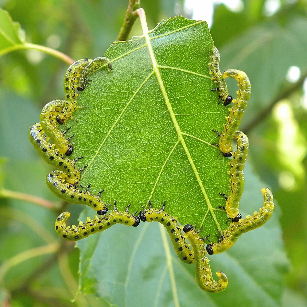 Dusky birch sawfly larvae with black spots feeding along a birch leaf edge