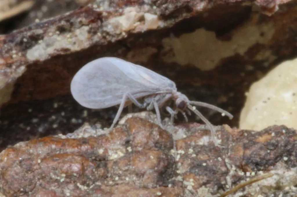 Dustywing adult with gray-white, powder-coated wings held rooflike over its body and long beaded antennae, on tree bark
