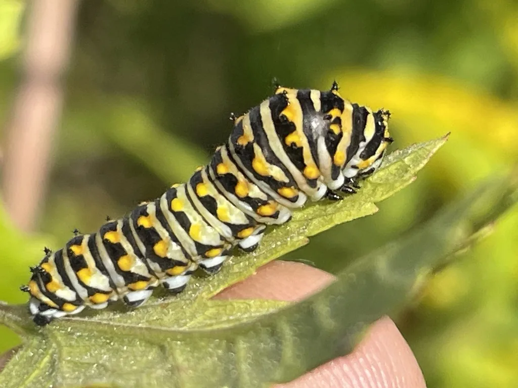 Black swallowtail caterpillar, green with black bands and yellow spots, on a leaf