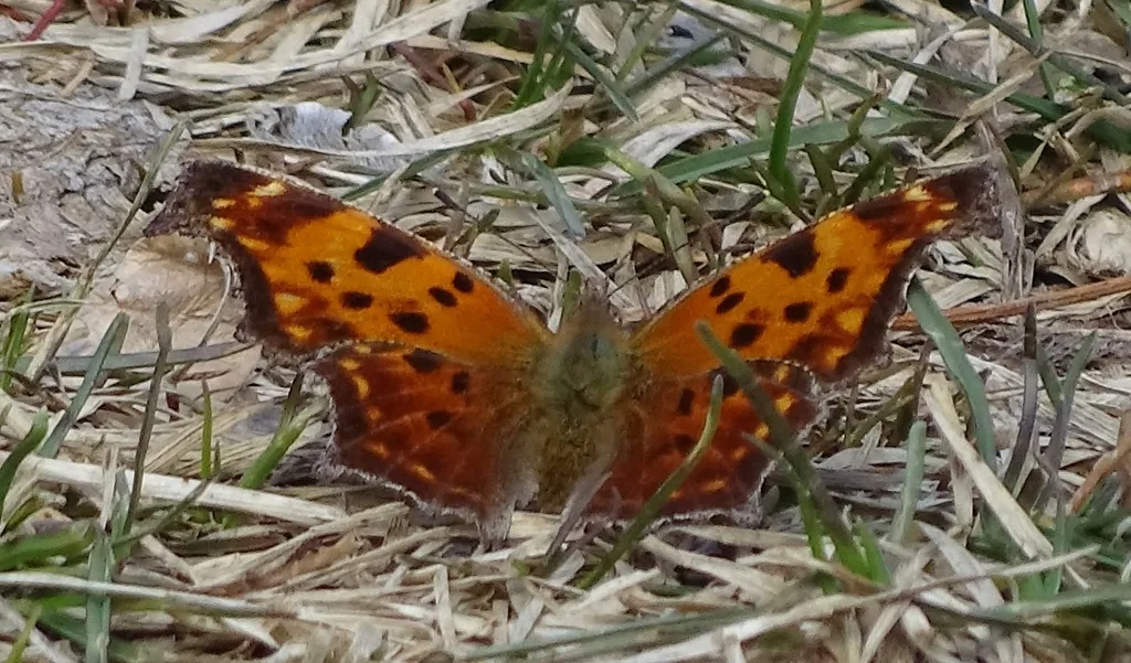 Eastern comma butterfly with ragged orange-and-black wings