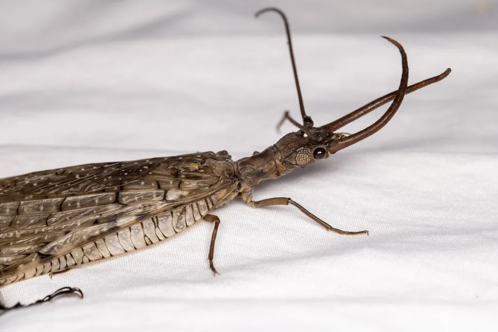 Male eastern dobsonfly with long, curved tusk-like mandibles, resting on a surface