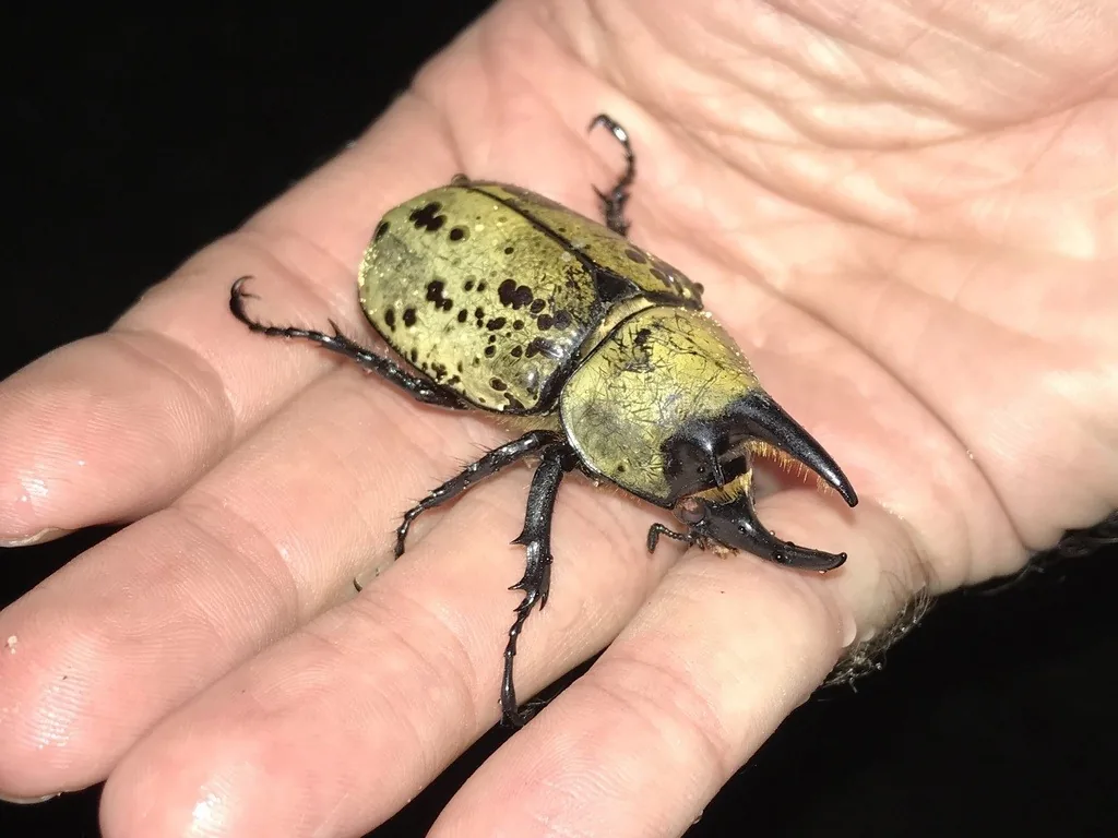 Male eastern Hercules beetle with long horns, greenish-tan with black spots, on a hand