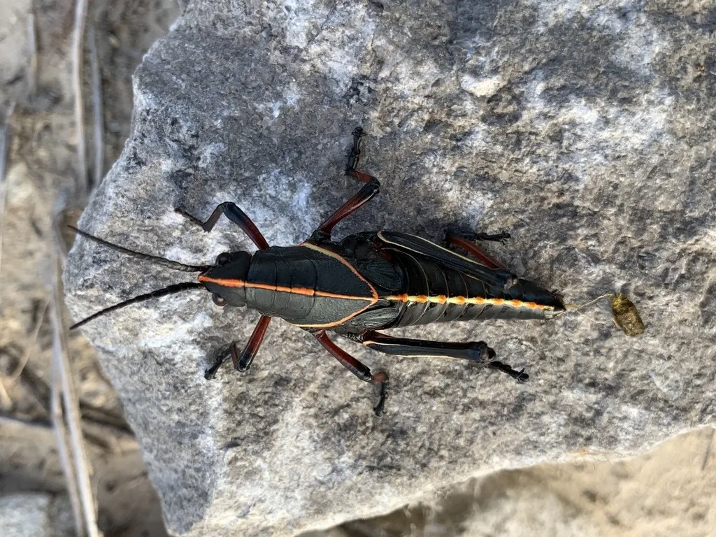 Adult eastern lubber grasshopper, a large black grasshopper with yellow markings, on a rock