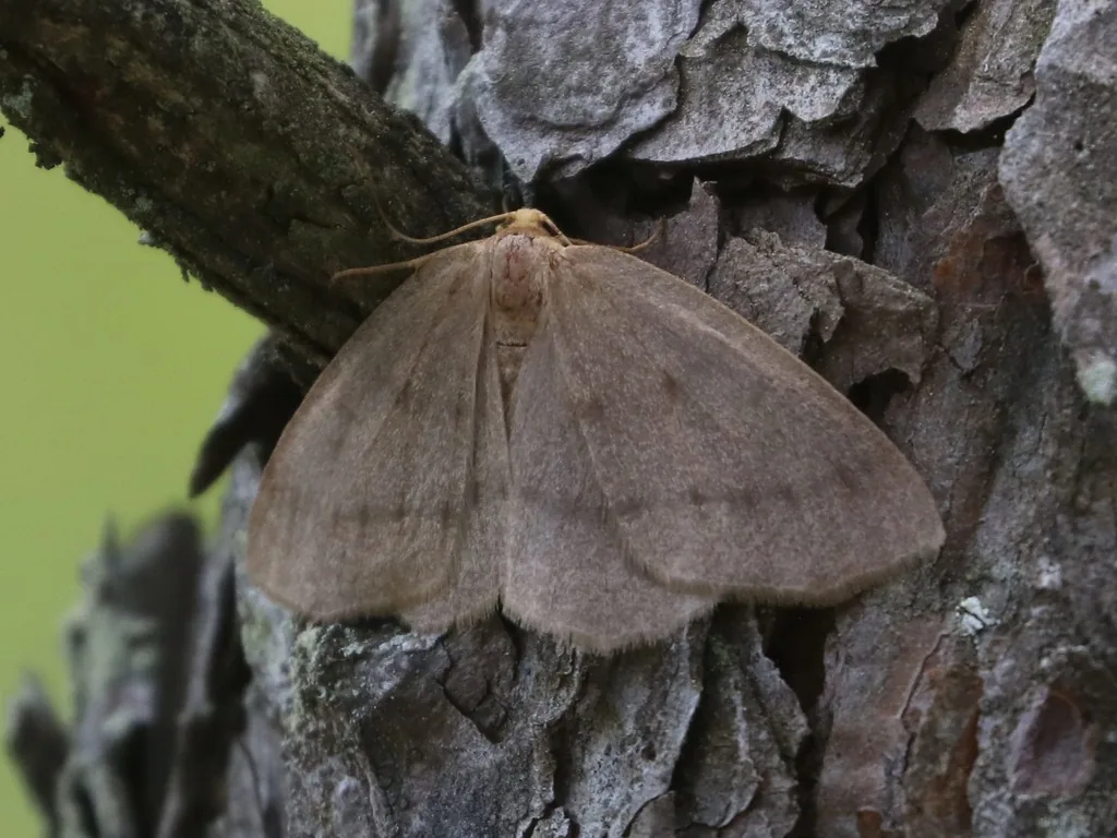 Eastern pine looper moth resting with wings spread in a triangle