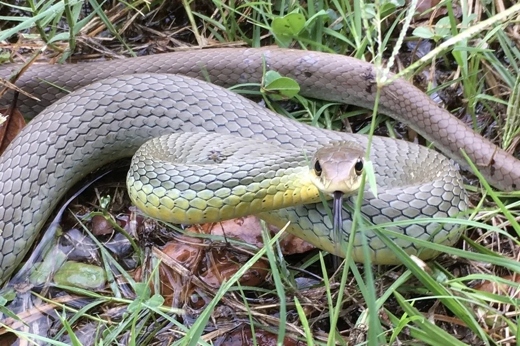 Adult North American racer, a slender, smooth-scaled gray-olive snake with large eyes and a pale yellowish chin, lying in grass