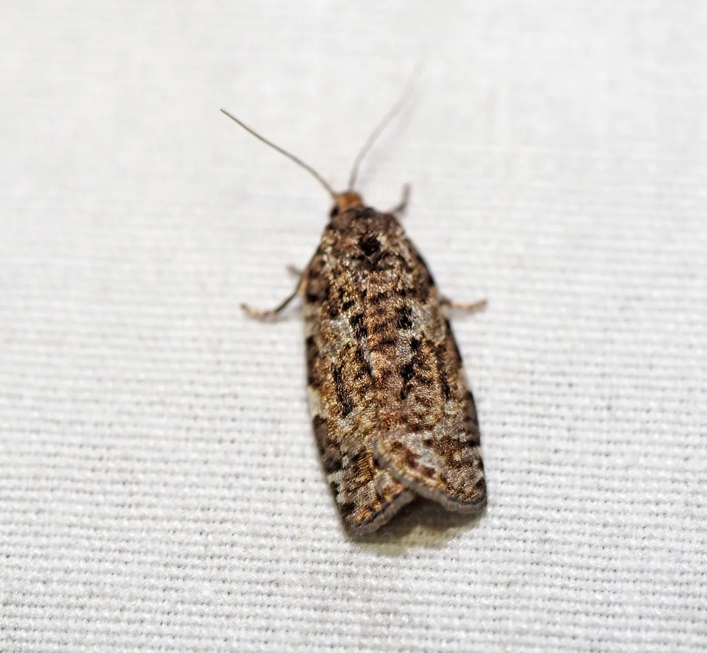 Eastern spruce budworm moth with mottled brown wings