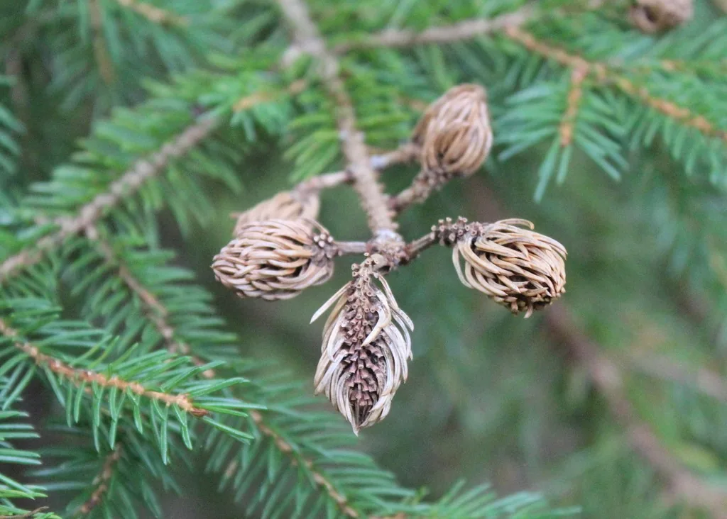 Eastern spruce gall adelgid galls, brown pineapple-shaped swellings on spruce shoots