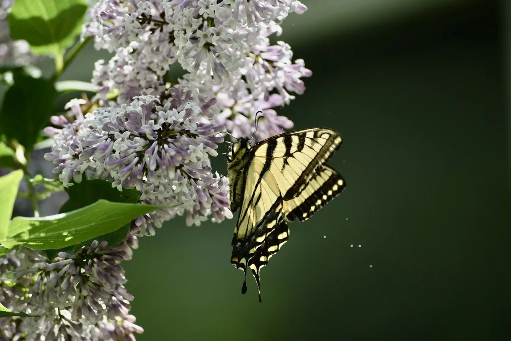 Yellow-and-black eastern tiger swallowtail butterfly at lilac flowers