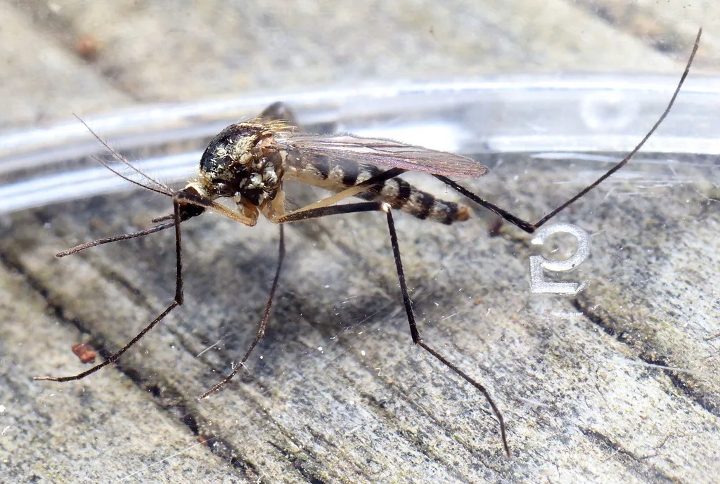 Eastern treehole mosquito, a dark mosquito with silvery white scale patches and unbanded dark legs, on weathered wood