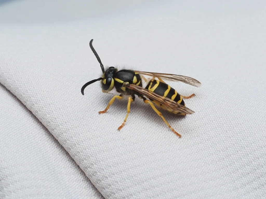 Eastern yellowjacket worker, black with yellow bands, resting on white fabric
