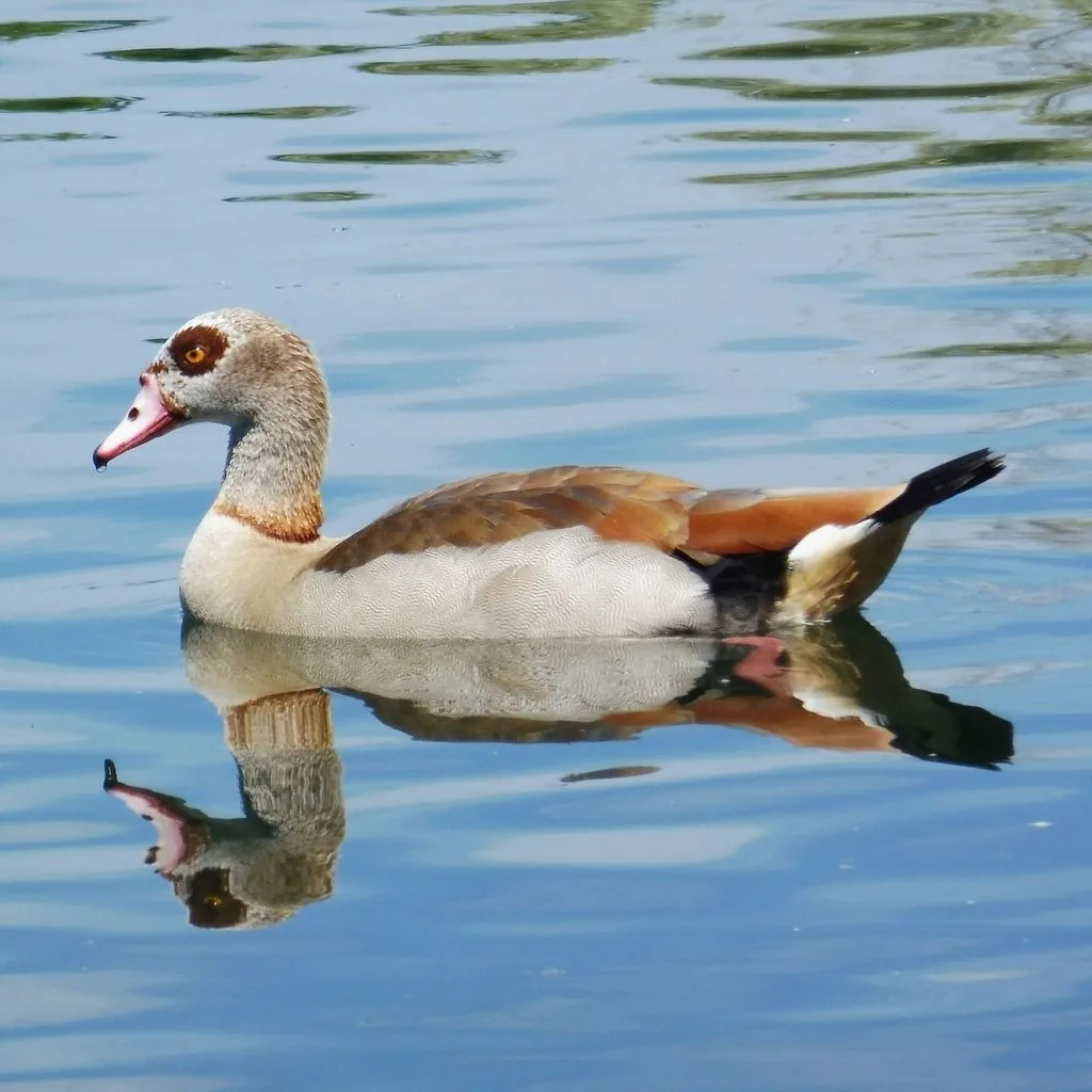 Egyptian goose swimming on calm water, showing its reddish-brown eye patch, pale head, pink bill and chestnut wing patch near a black tail