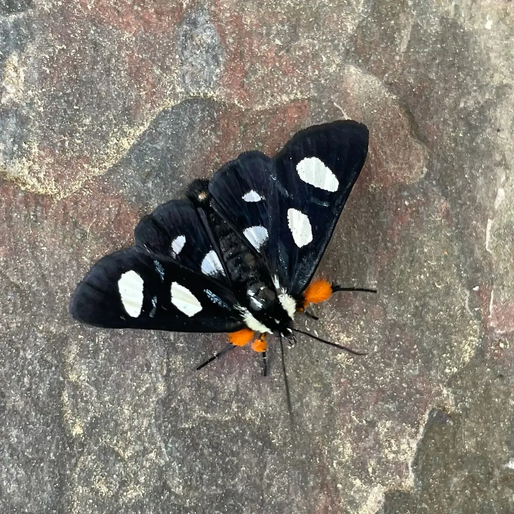 Black eight-spotted forester moth with white and pale yellow spots and orange leg tufts