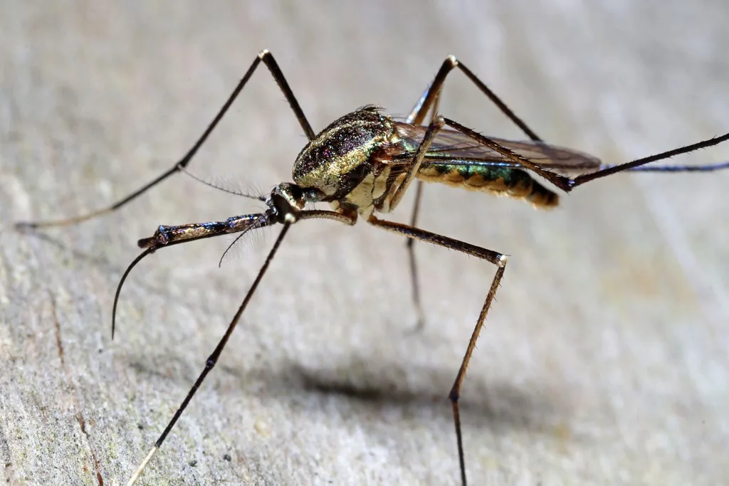 Elephant mosquito, a large iridescent mosquito with a long downward-curved proboscis, on weathered wood
