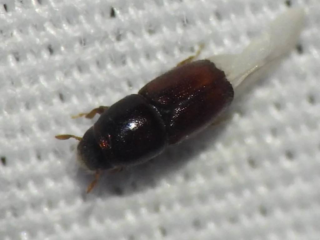 Smaller European elm bark beetle, a tiny shiny reddish-brown beetle