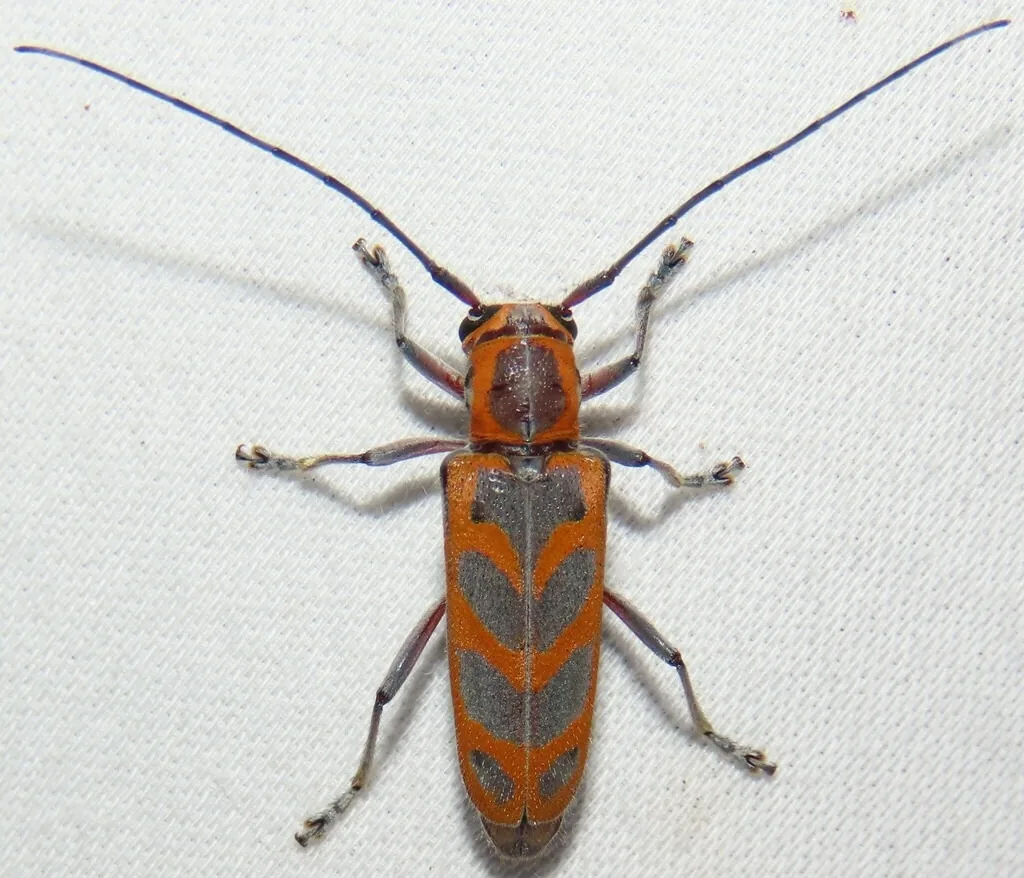 Elm borer longhorned beetle with orange markings and long antennae