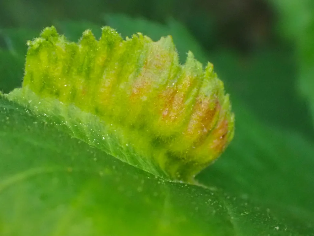 Elm cockscomb gall rising from an elm leaf, a ridged, comb-like growth shading from green to red