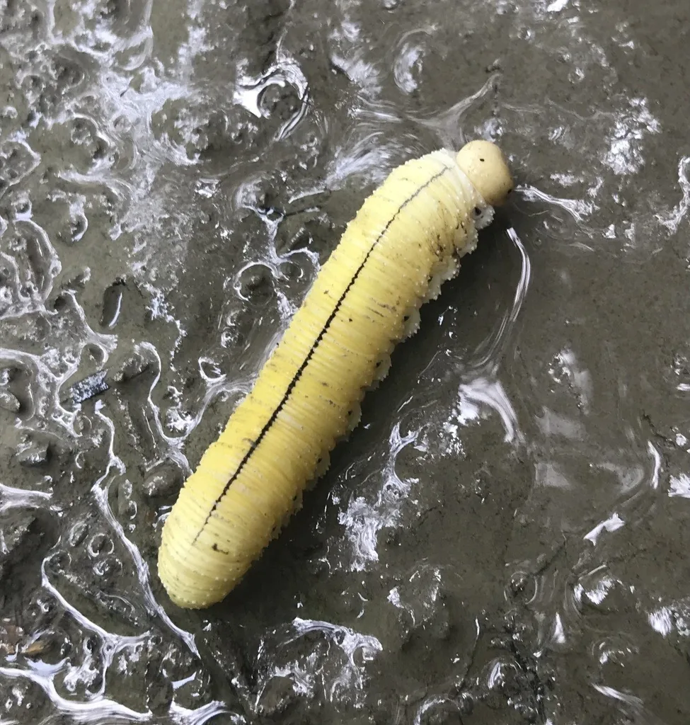 Elm sawfly larva on wet pavement, yellowish white with a dark stripe down its back