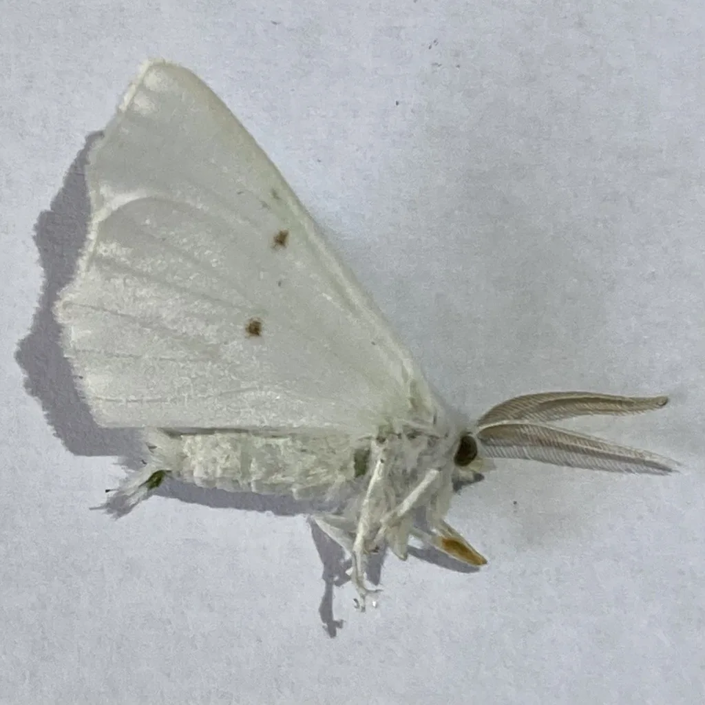 Elm spanworm moth with pure white wings