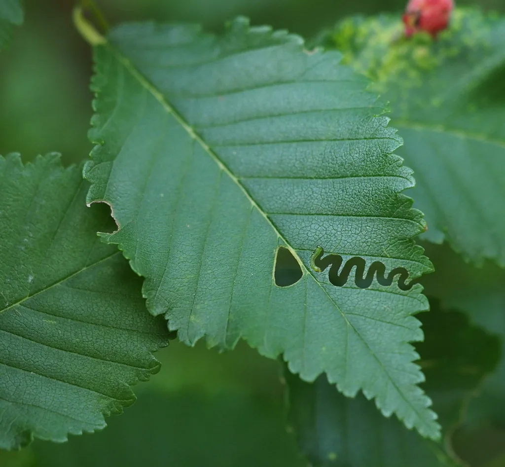 Elm zigzag sawfly damage, a zigzag feeding track cut into an elm leaf