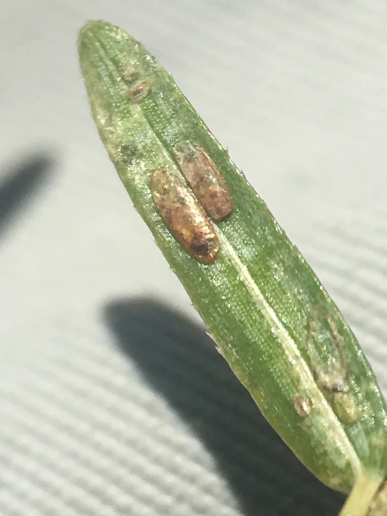 Elongate hemlock scales, oblong brown scale covers on the underside of a conifer needle