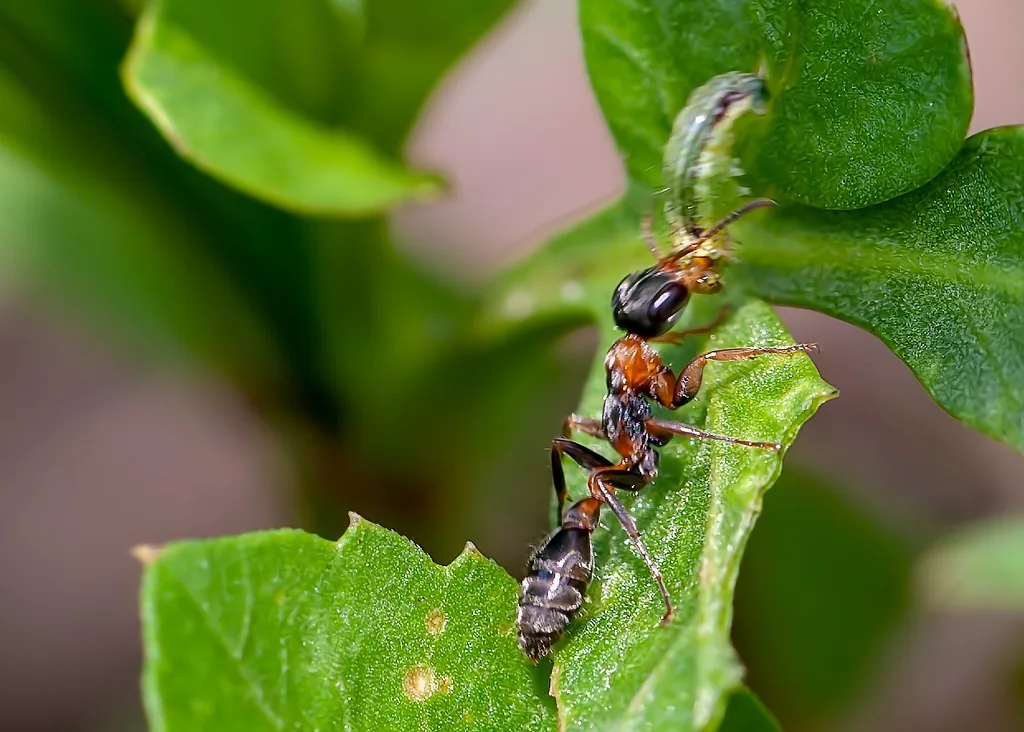Elongate twig ant worker, a slender ant with a black head and abdomen and an orange middle, on a green leaf