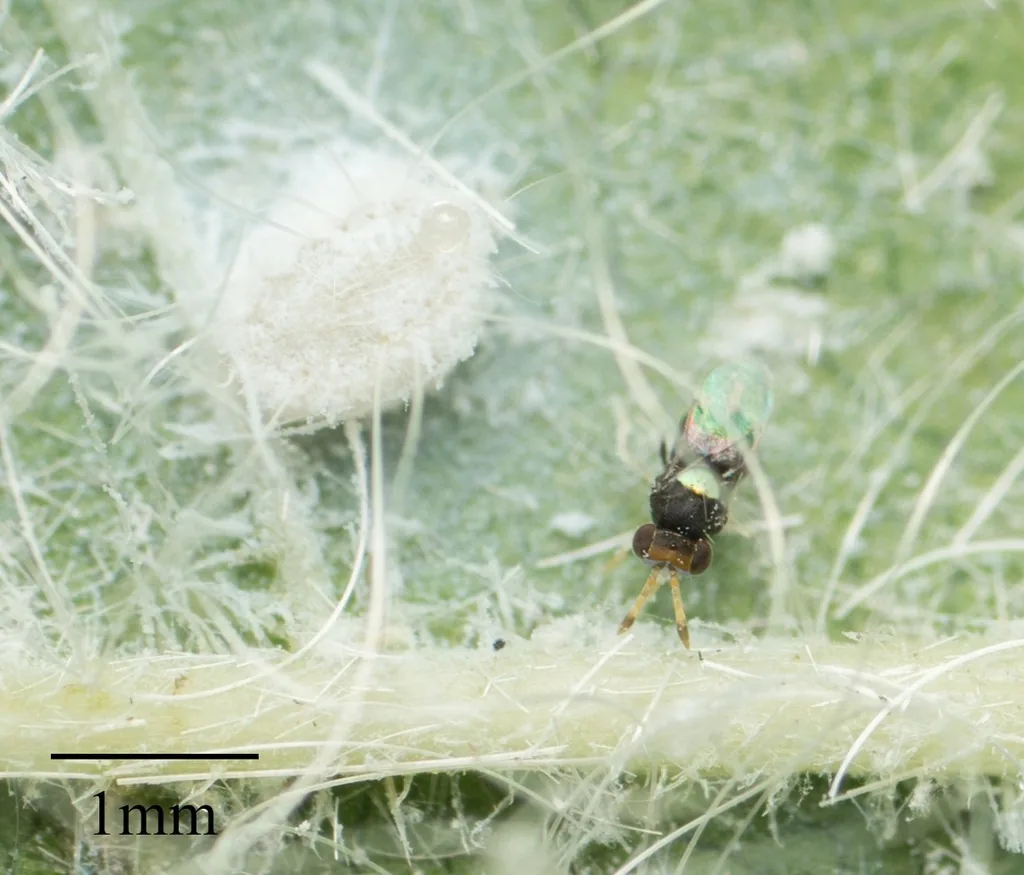 Tiny Encarsia parasitic wasp beside a white, waxy whitefly colony on the underside of a leaf, with a 1 mm scale bar